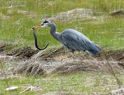 Image result for heron