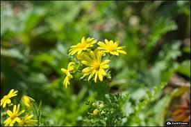 Attēlu rezultāti vaicājumam “Senecio vernalis flower”