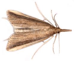 Attēlu rezultāti vaicājumam “Mucronella”