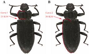 Attēlu rezultāti vaicājumam “Tenebrionidae”
