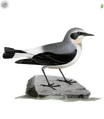 Attēlu rezultāti vaicājumam “Oenanthe oenanthe male”