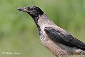 Attēlu rezultāti vaicājumam “Corvus cornix juvenile”