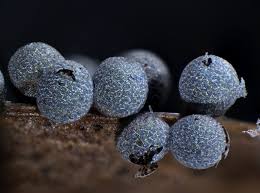 Attēlu rezultāti vaicājumam “Badhamia foliicola”