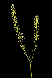 Attēlu rezultāti vaicājumam “Lepidium densiflorum flower”