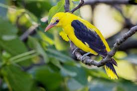 Attēlu rezultāti vaicājumam “Oriolus oriolus”