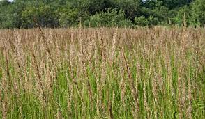 Attēlu rezultāti vaicājumam “Calamagrostis canescens”