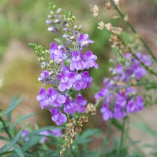 Image result for Linaria purpurea