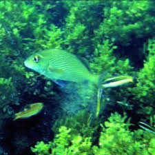 Image result for Sparisoma frondosum