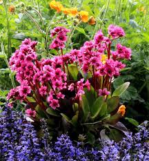 Image result for Bergenie