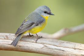 Attēlu rezultāti vaicājumam “Passeriformes”