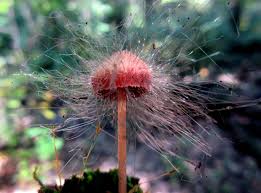 Attēlu rezultāti vaicājumam “Spinellus fusiger”