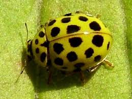 Attēlu rezultāti vaicājumam “Psyllobora vigintiduopunctata”