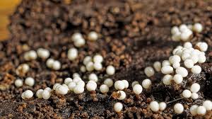 Attēlu rezultāti vaicājumam “Trichia varia macro”