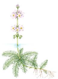 Attēlu rezultāti vaicājumam “Hottonia palustris leaf”