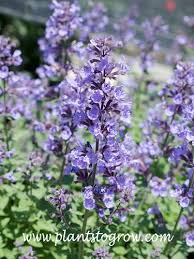 Attēlu rezultāti vaicājumam “Nepeta x faassenii flower”