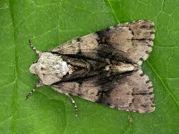 Attēlu rezultāti vaicājumam “Acronicta alni larva”