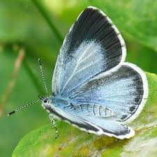 Attēlu rezultāti vaicājumam “Celastrina argiolus female”