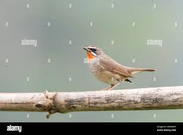 Image result for Luscinia calliope