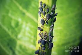 Attēlu rezultāti vaicājumam “Aphis fabae”