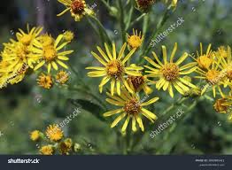 Attēlu rezultāti vaicājumam “Jacobaea paludosa”