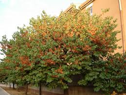 Attēlu rezultāti vaicājumam “Cercis siliquastrum”