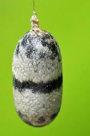 Attēlu rezultāti vaicājumam “Ichneumonidae cocoon”