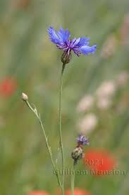 Attēlu rezultāti vaicājumam “Cyanus segetum”