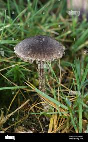 Attēlu rezultāti vaicājumam “Inocybe lanuginosa”