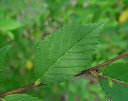 Attēlu rezultāti vaicājumam “Ulmus laevis leaf”