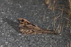 Image result for Caprimulgus ruficollis