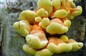 Attēlu rezultāti vaicājumam “Laetiporus sulphureus”