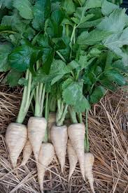 Attēlu rezultāti vaicājumam “Pastinaca sativa”