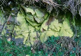 Attēlu rezultāti vaicājumam “Pleurococcus vulgaris”