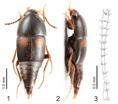Attēlu rezultāti vaicājumam “Sepedophilus sp.”