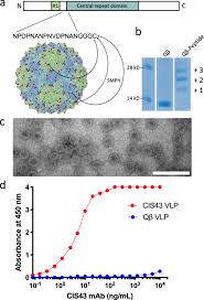 Attēlu rezultāti vaicājumam “Protapion sp.”