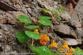 Attēlu rezultāti vaicājumam “Tropaeolum majus bud”