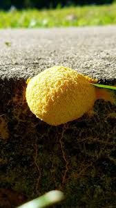 Attēlu rezultāti vaicājumam “Fuligo septica var. candida spores”