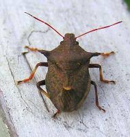 Attēlu rezultāti vaicājumam “Picromerus bidens”