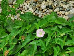Attēlu rezultāti vaicājumam “Calystegia inflata leaf”