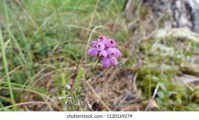 Attēlu rezultāti vaicājumam “Erica tetralix leaf”