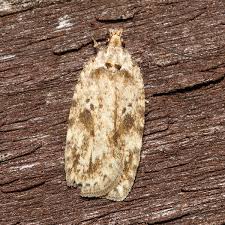 Attēlu rezultāti vaicājumam “Agonopterix aranella”