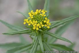 Attēlu rezultāti vaicājumam “Erysimum cheiranthoides”