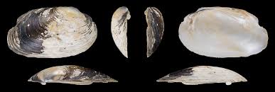 Attēlu rezultāti vaicājumam “Unio crassus”