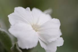 Image result for Lychnis coronaria alba