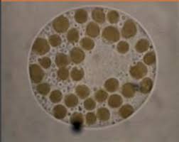 Attēlu rezultāti vaicājumam “Physarum bitectum sessile”