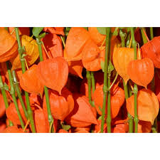 Attēlu rezultāti vaicājumam “Physalis alkekengi flower”