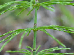 Attēlu rezultāti vaicājumam “Equisetum pratense”