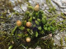 Attēlu rezultāti vaicājumam “Orthotrichum pumilum”