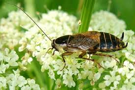 Attēlu rezultāti vaicājumam “Ectobius sylvestris male”