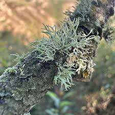 Attēlu rezultāti vaicājumam “Evernia prunastri”